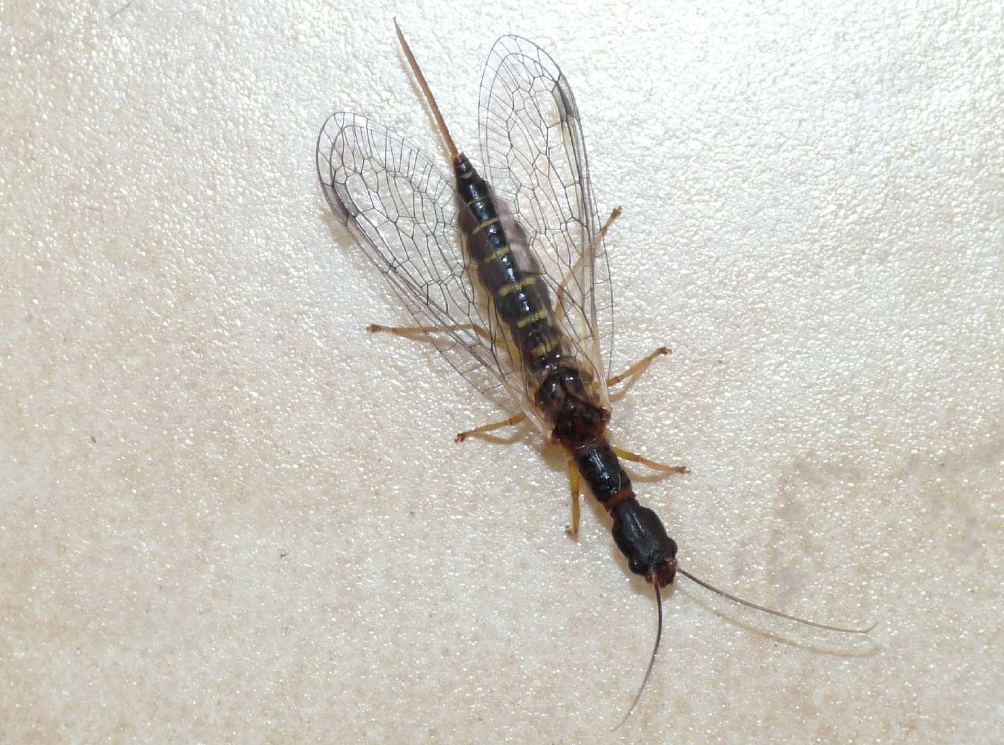 Parainocellia bicolor